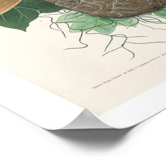 Baltimore Oriole par Audubon Poster (Coin)