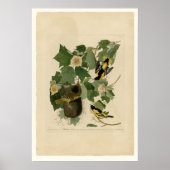 Baltimore Oriole Poster (Voorkant)