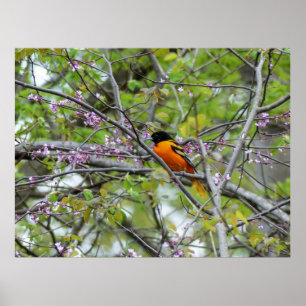 Baltimore Oriole Poster