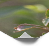 Baltimore Oriole Poster (Hoek)