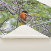 Baltimore Oriole Sherpa Deken (3/4)