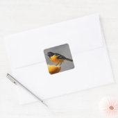 Baltimore Oriole stickers (Envelop)