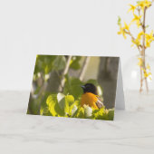 Baltimore Oriole sur une carte de note de branche (Fleur jaune)