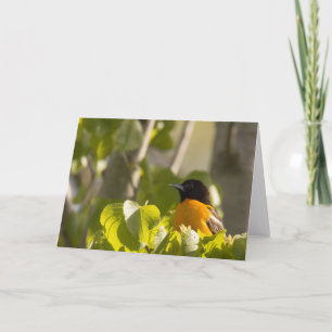 Baltimore Oriole sur une carte de note de branche 