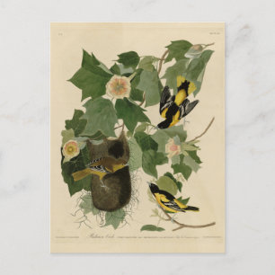 Baltimore Oriole - uit Audubon's Birds of America Briefkaart