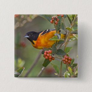 Baltimore Oriole Vierkante Button 5,1 Cm