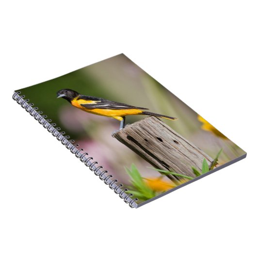 Baltimore Oriole vrouw in bloemtuin Notitieboek (Rechterzijde)