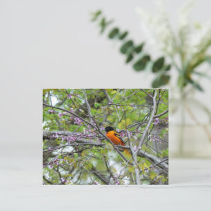 Baltimore Oriole Wenskaart Briefkaart