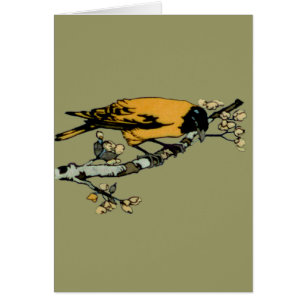 Baltimore Oriole Yellow  Bird Illustration