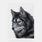 Balto Dog Acryl Bord (Voorkant)
