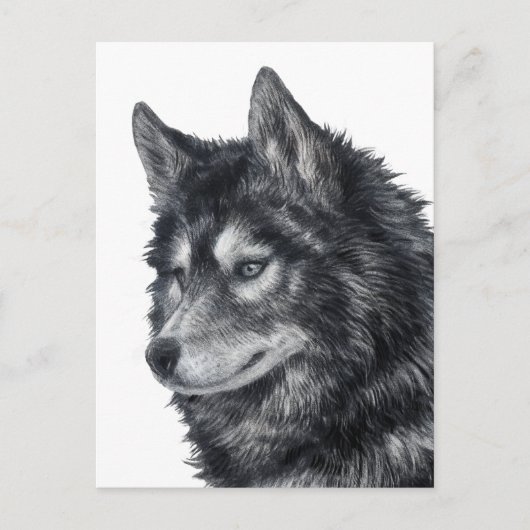 Balto Dog Briefkaart (Voorkant)