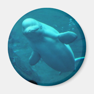 Baluga Whale Magneet