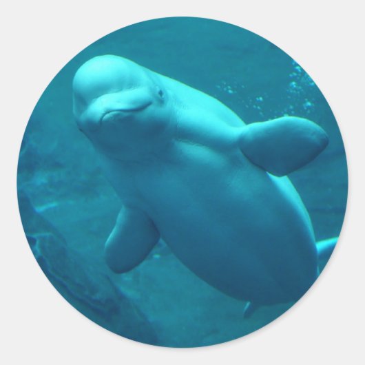 Baluga Whale Ronde Sticker (Voorkant)