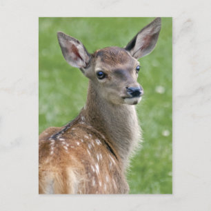 Bambi-ansichtkaart Briefkaart