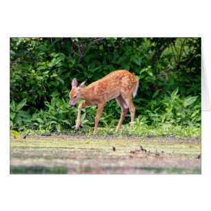 Bambi door het water