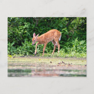 Bambi door het water briefkaart