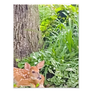 Bambi Foto Afdruk