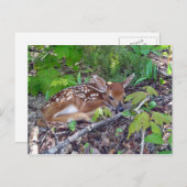 Bambi le bébé chevreuil briefkaart (Voorkant / Achterkant)