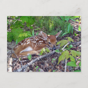 Bambi le bébé chevreuil briefkaart