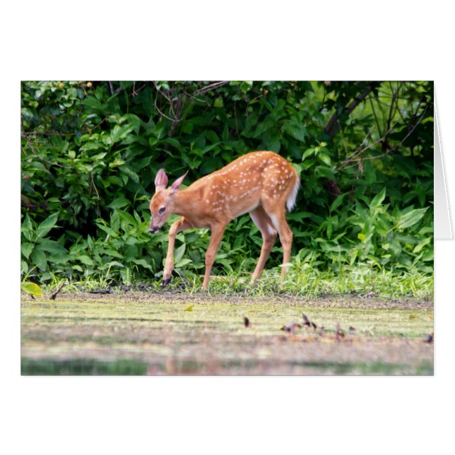 Bambi par l'eau (Devant horizontal)