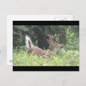 Bambis Vader? Briefkaart (Voorkant / Achterkant)