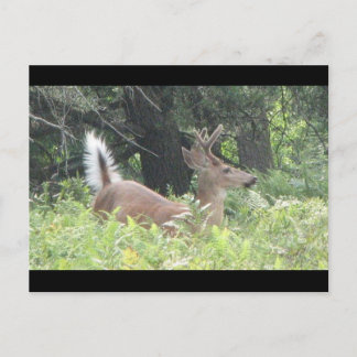 Bambis Vader? Briefkaart