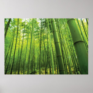 Bamboe Bos Zen Art Poster