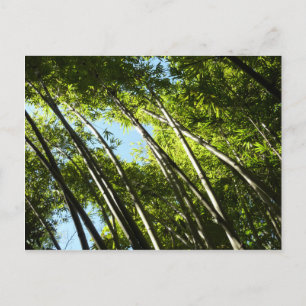 Bamboe Botanische Natuur Briefkaart