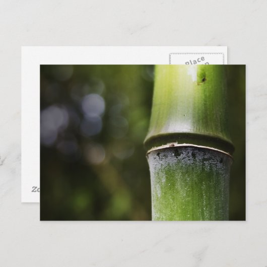 Bamboe Briefkaart (kleur) (Voorkant / Achterkant)