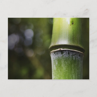 Bamboe Briefkaart (kleur)