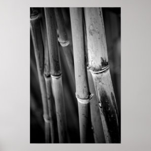 Bamboe Canes in zwart-wit Poster