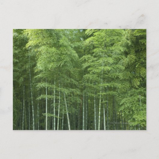 Bamboe Forest Briefkaart (Voorkant)