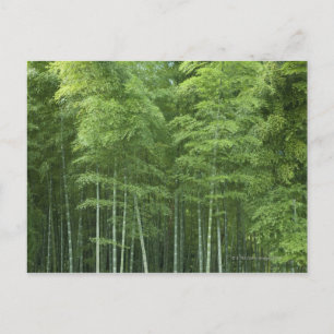 Bamboe Forest Briefkaart