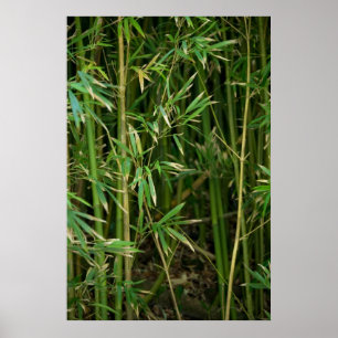Bamboe Forest Poster