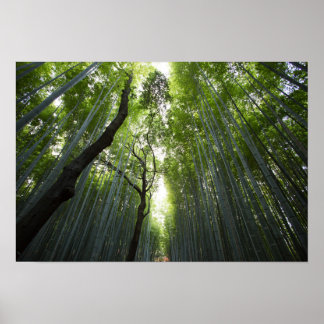 Bamboe Forest Poster