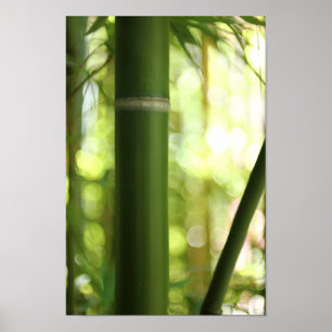 Bamboe Forest (Poster) Poster