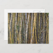 Bamboe in Hilo, Hawaii - Briefkaart (Voorkant / Achterkant)