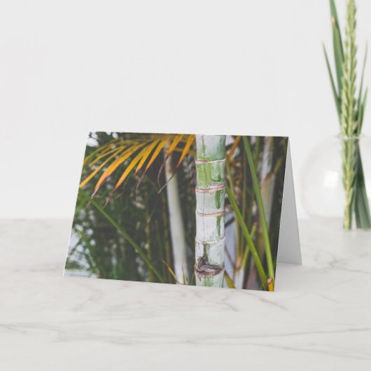 Bamboe van Mexico Kaart (Voorkant)