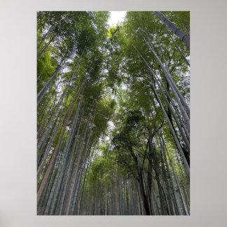 Bamboebos - Kyoto Poster