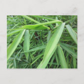 Bamboegras Briefkaart (Voorkant)