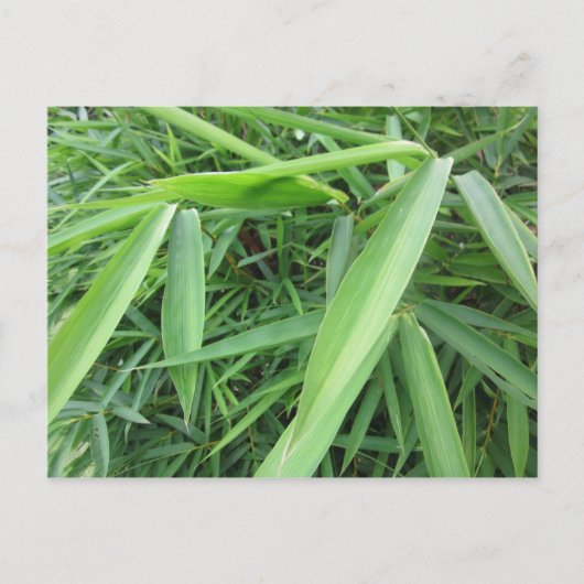Bamboegras Briefkaart (Voorkant)