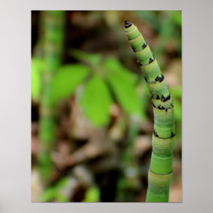 Bamboo kweken poster