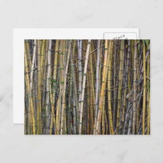 Bambou à Hilo, Hawaï - Carte postale (Devant / Derrière)