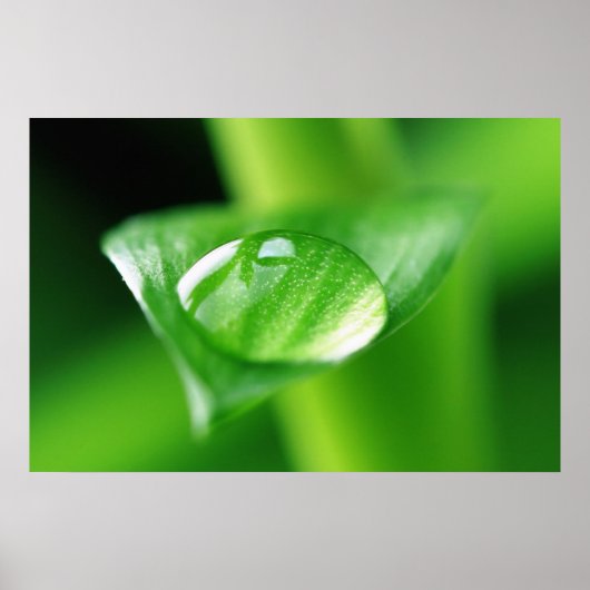 Bambus Wassertropfen Poster (Voorkant)