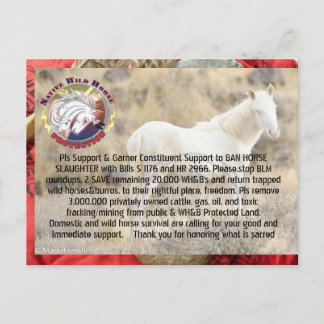 Ban Horse Slaughter and Save Wild Horses/ Burros Briefkaart