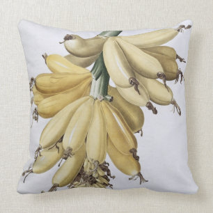 Banaan, 1816 kussen