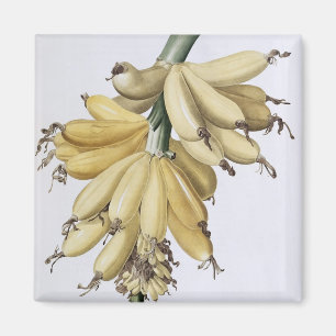 Banaan, 1816 magneet