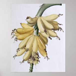 Banaan, 1816 poster