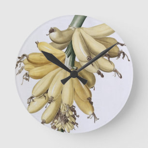 Banaan, 1816 ronde klok