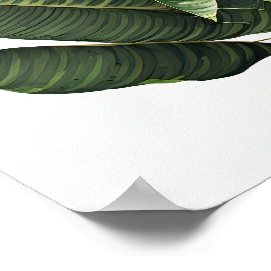 Banaan Leaves Art Print Poster (Hoek)
